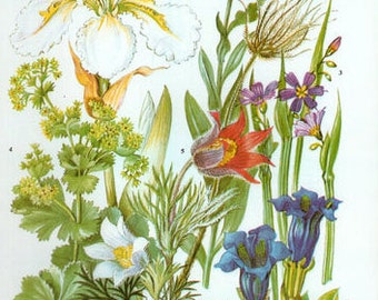 Vintage Botanical Print Antique FLOWERS, plant print botanical print, bookplate 35 art print, white blue purple plants plant wall