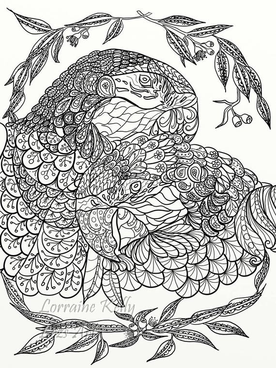 Download 12 Australian Birds Adult Coloring Pages PDF Downloadable