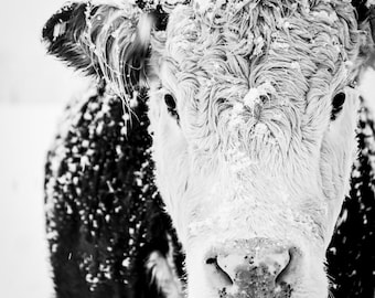 Cow Art, Cow Print, Farmhouse Print, French Country Decor, Black and White Cow, Winter Art, Farmhouse Decor, Rustic Decor, Large Wall Art