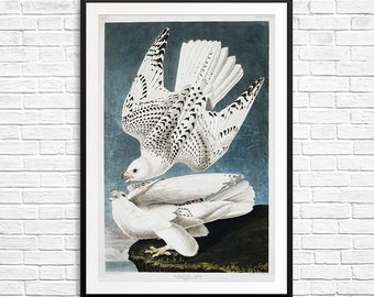 Falcon painting, falcon poster, Gyrfalcon, predatory bird, bird of prey, audubon society, audubon birds, bird prints, Iceland Falcon print