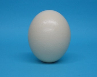 Ostrich Egg Shell (559-A)