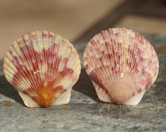strandglas kabinettknöpfe knöpfe shell knauf möbelknauf scallop kabinett knöpfe oder knäufe meer beach stone pull etsy strandglas kabinettknöpfe knöpfe shell knauf möbelknauf scallop kabinett knöpfe oder knäufe meer beach stone pull etsy