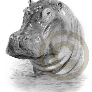 Hippo art | Etsy