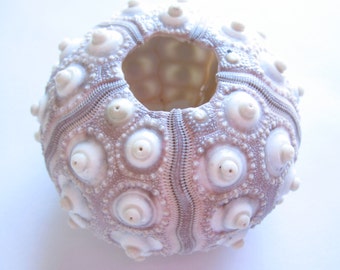 Sputnik Sea Urchin-qty 2-Beach Home Decor-Sea Urchin-Beach Wedding Decor-Sea Shells-Sea Urchin-Nautical Decor-Urchin Bulk-Urchin Accents