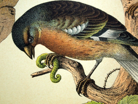Antique Print of Finches, Snow Bunting, and Sparrow - 1889 Large Chromolithograph