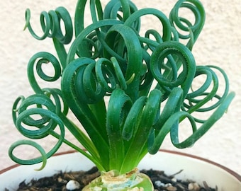 Albuca Spiralis 'Frizzle Sizzle'