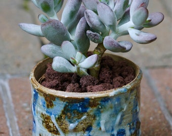 Cotyledon orbiculata cv