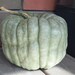 20+ Queensland Blue Squash Seeds- Heirloom
