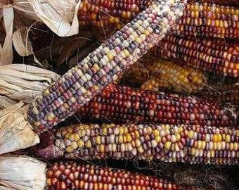 VCOO)~NATIVE CORN~Seeds!!~~~Full Sized Ears~~~~Colors Galore for Autumn Decorating!!