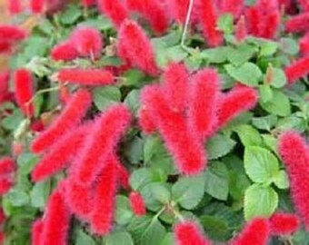 Red Flowering Chenille Starter Plant