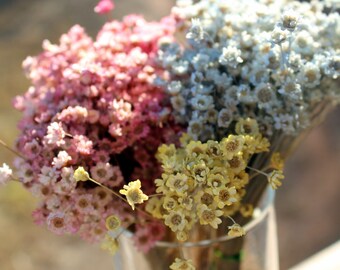 Star flowers-NEW PALE COLORS-30 Dried Mini Wedding flowers-pink-Blue-yellow flowers-Your color choice