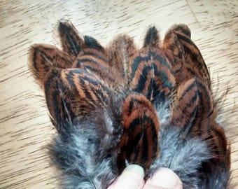 Cruelty free feathers, 25 partridge laced Barnevelder feathers from a domestic chicken