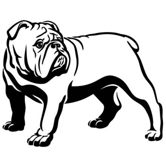 Download English Bulldog 7 American Mascot Head Spiked Collar Dog