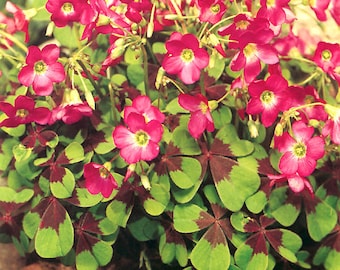 Oxalis Iron Cross Bulb Pink Flower Black Green Foliage Perennial Summer Bloom
