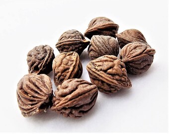Natural nut beads; peeled Bodhi nut beads, dark sienna brown, average size 18x14mm, 10pcs/ 2.00.