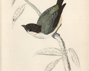 antique handcoloured engraving marsh tit (Poecile palustris) 1860