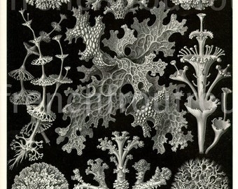 antique lichen seaweed 1904 lithograph lichenes ernst haeckel DIGITAL DOWNLOAD