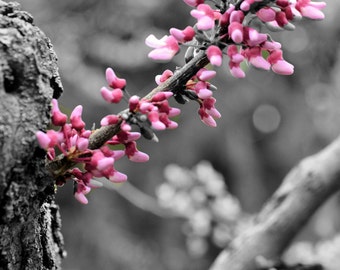 Redbud on Trunk Selective Color photo