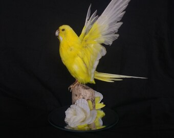 Yellow Budgie Taxidermy