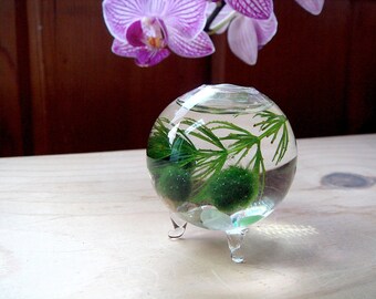 Zen Nano Marimo Moss Ball Ecosphere Orb