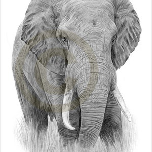 Elephant drawing | Etsy