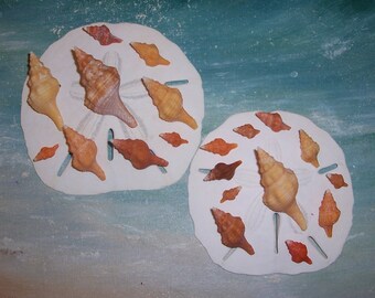 Lot of 20 Small Juvenile Orange, Yellow, Brown FLORIDA Horse Conch SEASHELLS