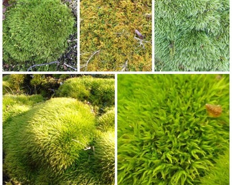 Live moss 6 one gallon bags of beautiful live moss, free ship USA, fairy gardens, terrariums, bonsai 30% off