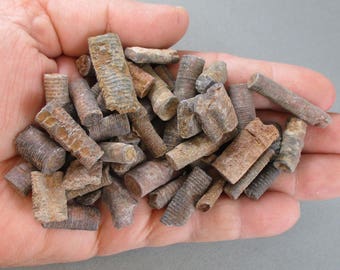5 Crinoid Stem Fossils - Prehistoric Healing Crystals & Stones, Extinct Animal, Rock Collection, Interesting Science, Dinosaur Fossil (T443)