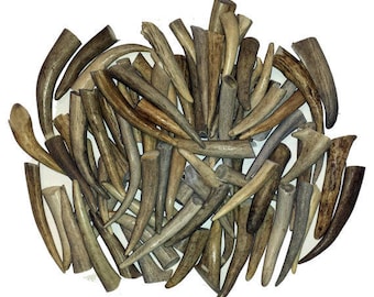 100 Pack - Deer Antler Tips, Tines, Points - Med. Size 2.5" To 4" Long. GRADE A