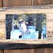 rustic picture frame / 4 x 6 photo frame / wildlife photo / wolf photograph /live edge / country home / handmade frame / log cabin decor.