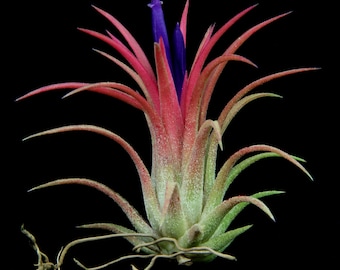 Airplant/Tillandsia ionantha "Rubra"- Set of 5 Plants-Blushes Red When Blooming