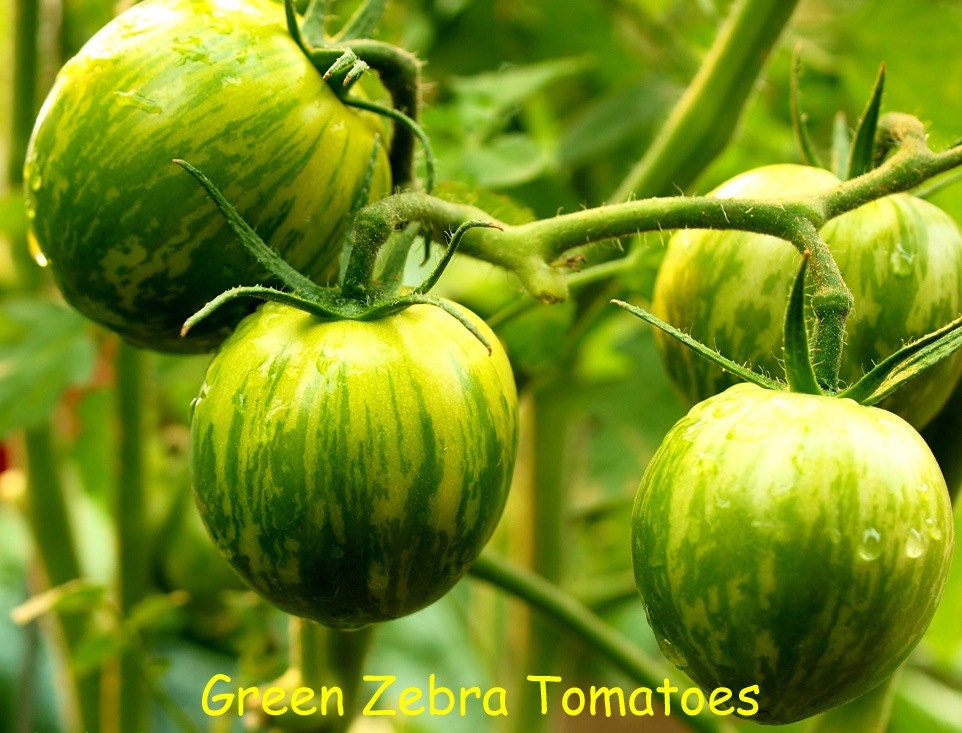 green zebra tomato plants