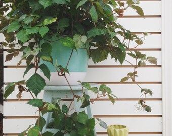 Ivy Grape Leaf Cuttings (5)