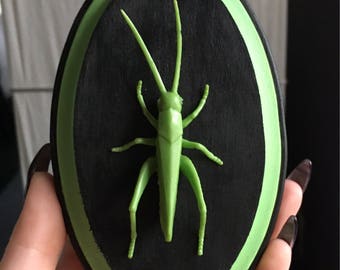 Faux taxidermy Grasshopper