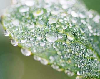 Rain Fragrance Oil Low Shipping