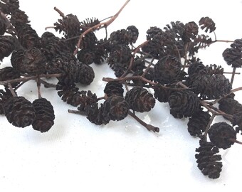 350 pcs alder cones European alder Small cones Mini cones Alder cone Shrimp tank Cones for decor Clusters of cones Craft supplies Pine cones