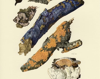 Vintage lithograph of plant pathogens, wood-decay fungi, corticiaceae fungi, crust fungi from 1964