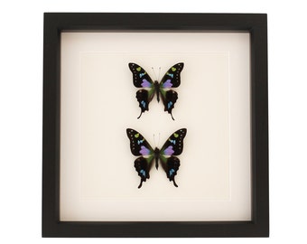 Double Framed Butterfly Mounted Shadowbox