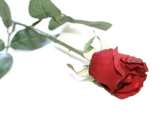 Red Gina Rose Bud - Barely Blooming - Artificial Flowers, Silk Roses - PRE-ORDER