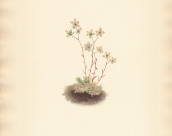 1925 Wildflower Botanical Antique Print