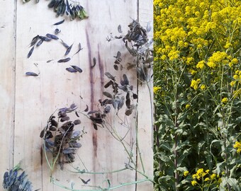 WOAD Dyer's Woad (20 seeds) Isatis tinctoria -INDIGO DYE, Blue Dye, Anti-Viral, Flu Remedy-