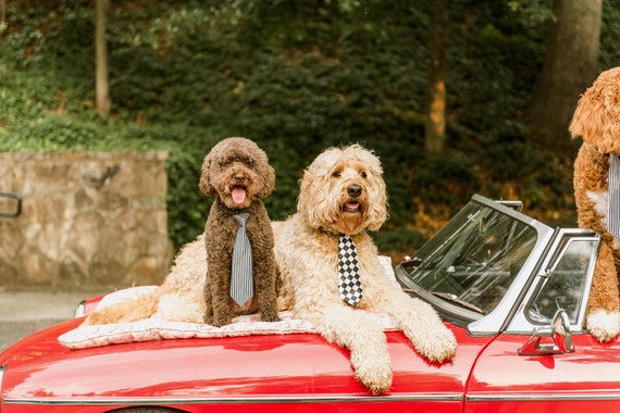 Dog Neck Tie || Neck Tie || Dog Tie || formal Dog Costume || Striped Blue Tie