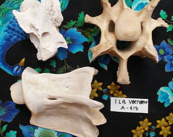 8 Dollars Per Pound Assorted Vertebrae - You Choose Exact Groupings. Weathered - Found/Natural Wild Animnal Bones. Cleaned. From New Mexico