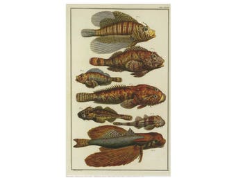 Fish Print Book Plate SALE Buy 3, get 1 FREE