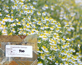German Chamomile Seeds. Packet-1/2 LB Easy Grow Herb Tea Flower Best Sale #173