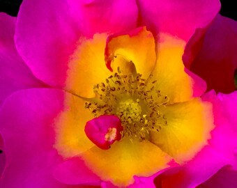 Yellow, Pink & Red Flower 1
