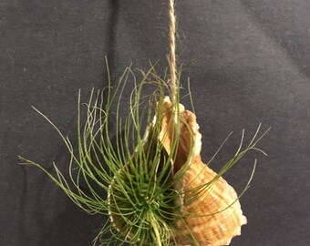 Air plant in a seashell