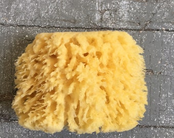 Medium All Natural Historical Sponges Sea Sponges Natural Sea Sponges Beauty Sponges Biodegradable Dead Sea Environmentally Safe