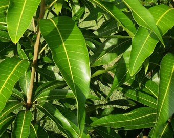 25 Fresh Mango Leafs Leaves (Organically Grown ) Organic Herb