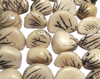 Five Off White, Tagua Nuts, Seeds, Natural Beads, EcoBeadsTagua